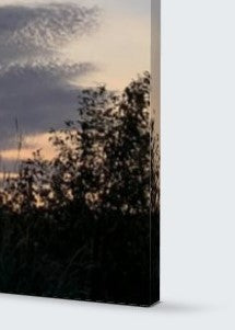 Lonely Bird