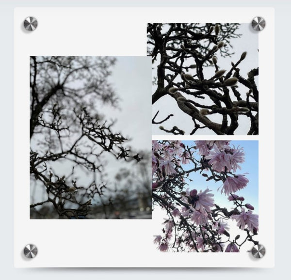 Into the bloom (collage)