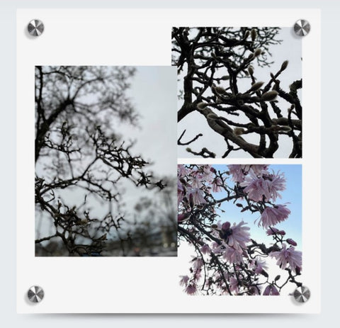 Into the bloom (collage)