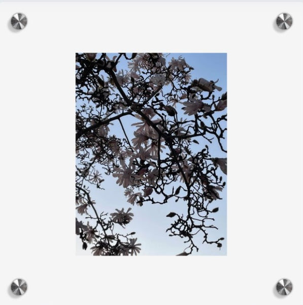 Into the bloom (collage)