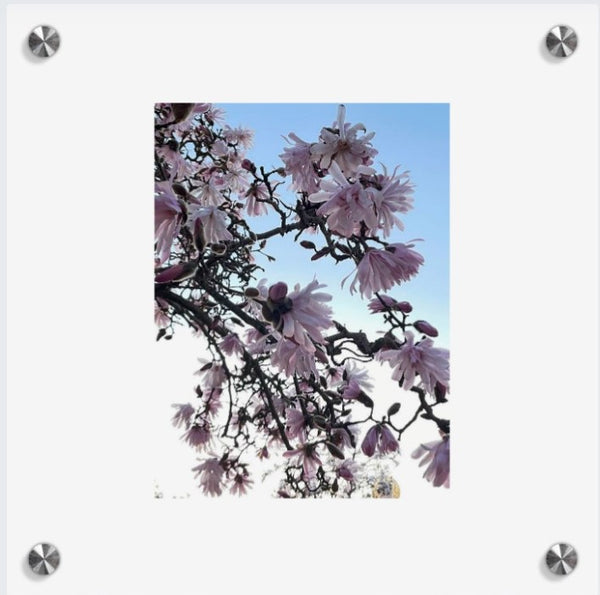 Into the bloom (collage)