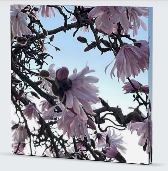 Into the bloom